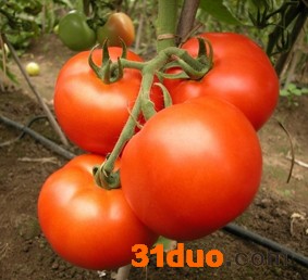 供应瑞冠瑞冠-番茄种子蔬菜种子/番茄种子/**番茄种子