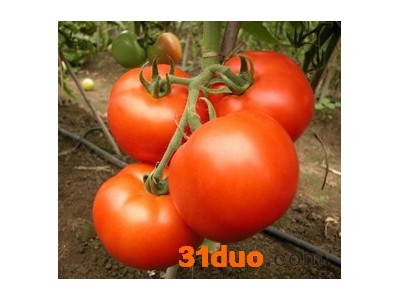 供应瑞冠瑞冠-番茄种子蔬菜种子/番茄种子/**番茄种子