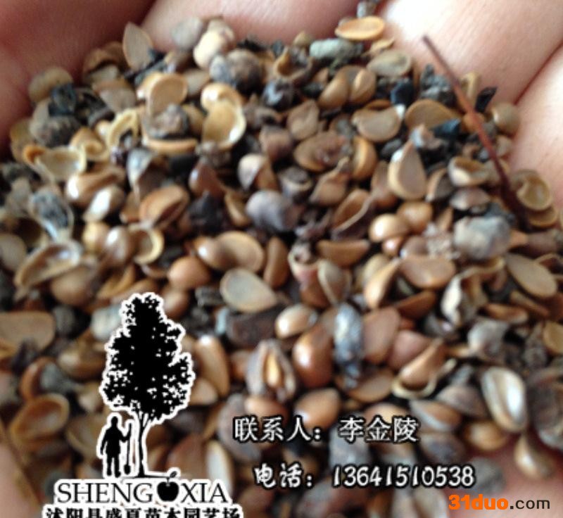 批发** 垂丝海棠种子  各种海棠种子 垂丝海棠种子 新品