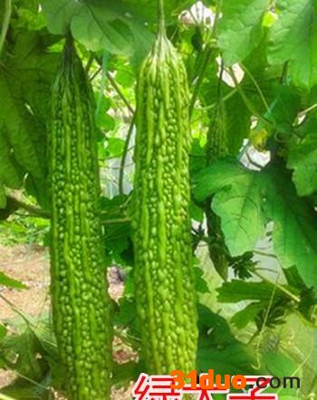 苦瓜种子 高产苦瓜种子，进口苦瓜种子——绿太子