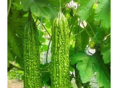 苦瓜种子 高产苦瓜种子，进口苦瓜种子——绿太子