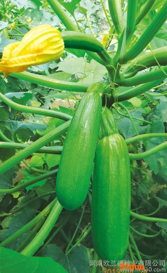 西葫芦种子 种子蔬菜种子 【欧玉曼德拉】 高产抗病