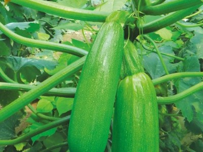 西葫芦种子 种子蔬菜种子 【欧玉曼德拉】 高产抗病