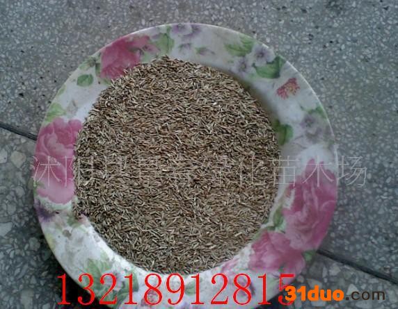 高羊茅种子、黑麦草种子、