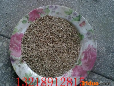 高羊茅种子、黑麦草种子、