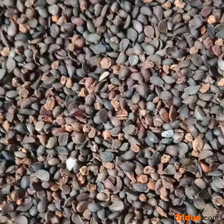 君迁子种子 软枣种子批发价格 君迁子种子新鲜上市 裕丰实拍发货