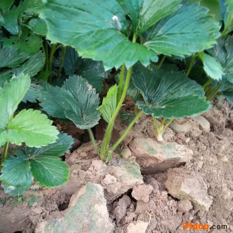 基地批发草莓苗当年结果 四季奶油草莓盆栽植物室内外花卉果树苗