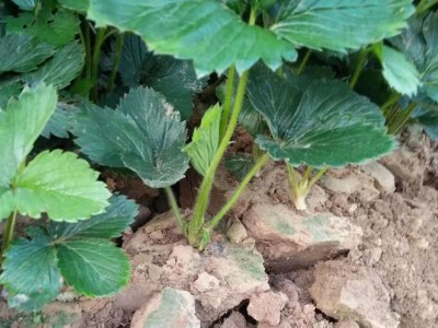 基地批发草莓苗当年结果 四季奶油草莓盆栽植物室内外花卉果树苗