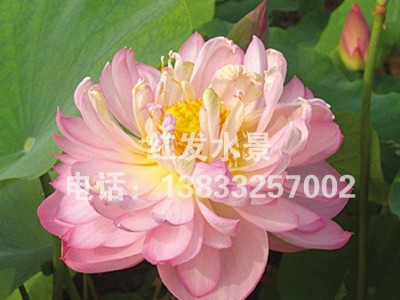 基地直销**大型荷花种苗水生花卉荷花种藕观赏花卉品种全