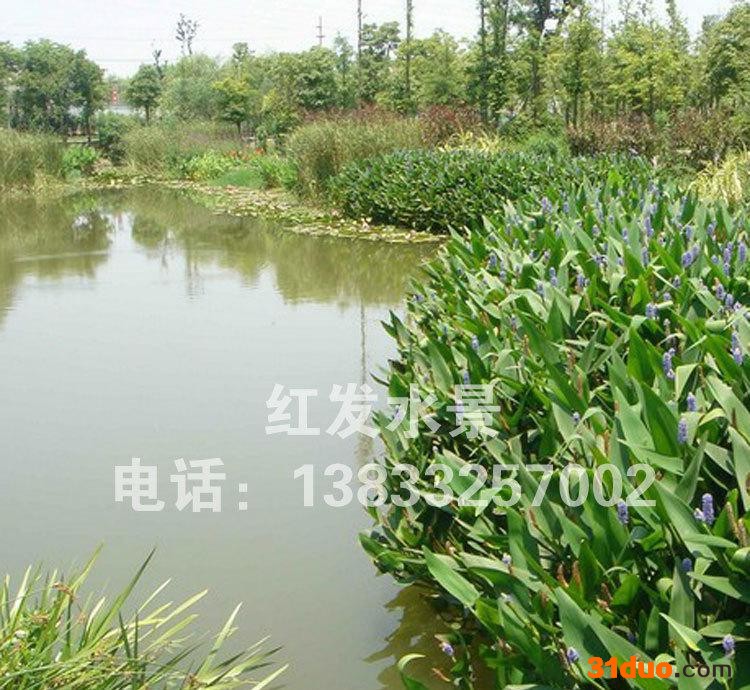 ****水生花卉再力花、梭鱼草、量大从优