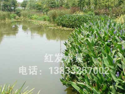 ****水生花卉再力花、梭鱼草、量大从优
