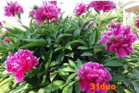 宿根植物芍药花 芍药种根 盆栽花卉 种根 当年开花 好成活