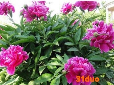 宿根植物芍药花 芍药种根 盆栽花卉 种根 当年开花 好成活