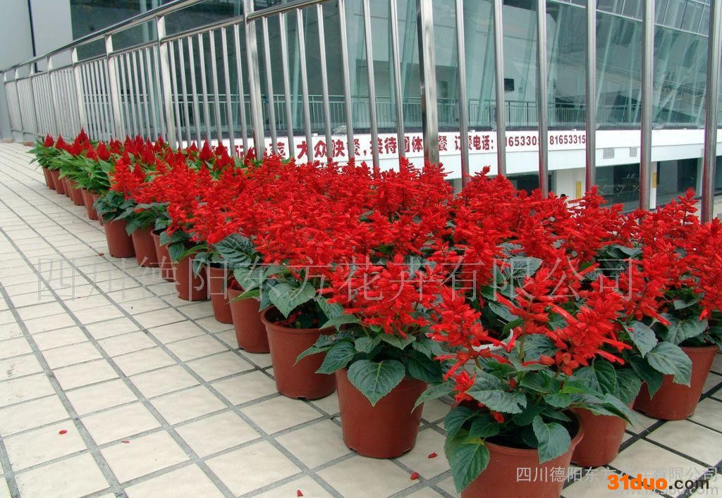 一串红长虹系 一串红种子 花卉种子 观花阳台园艺 美丽花葵