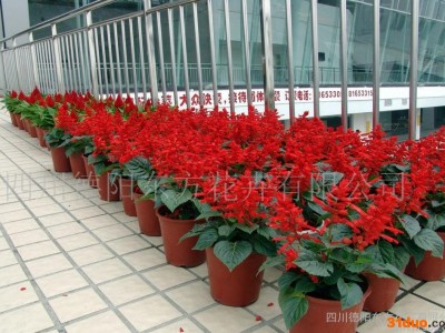 一串红长虹系 一串红种子 花卉种子 观花阳台园艺 美丽花葵