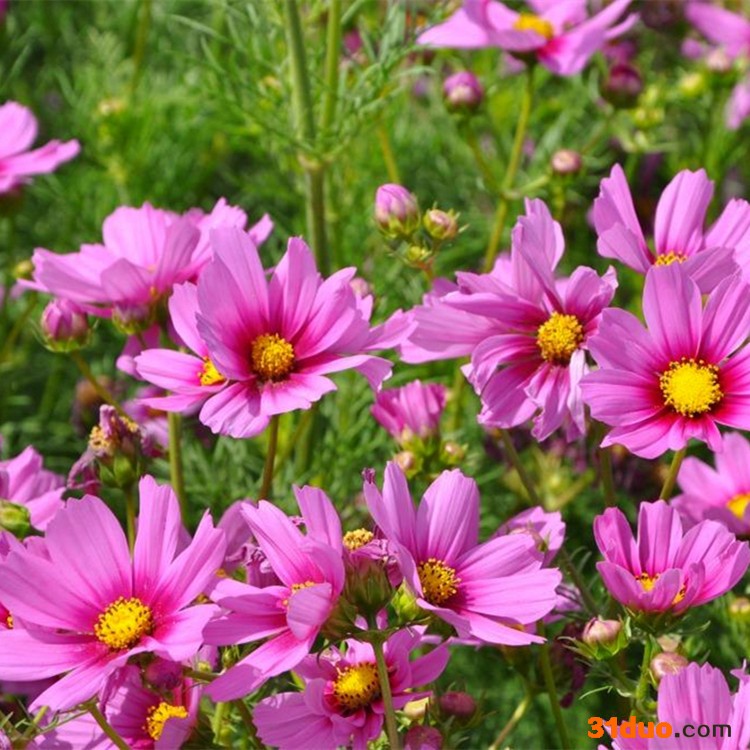 批发零售波斯菊种子 大花波斯菊种子 花海种植草籽