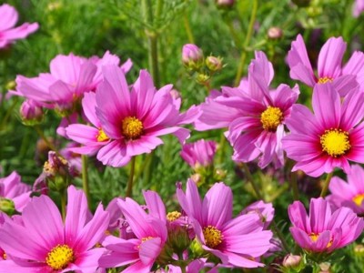 批发零售波斯菊种子 大花波斯菊种子 花海种植草籽