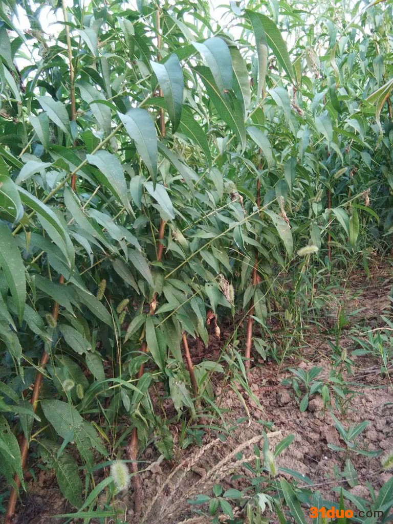 杨凌朱家村供应有机果蔬、生态农林树苗、桃树苗、 桃树种苗 欢迎大家下单采购