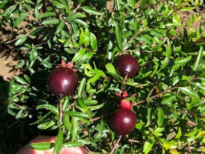 石榴树苗酸甜可口果实饱满 石榴树苗可南北方种植 多规格石榴树苗