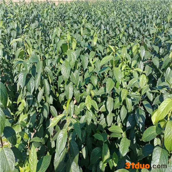 杜仲苗   杜仲小苗树苗基地  **杜仲树苗  满晟农业