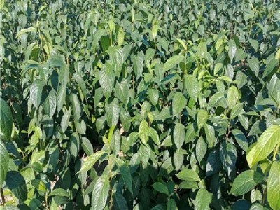 杜仲苗   杜仲小苗树苗基地  **杜仲树苗  满晟农业