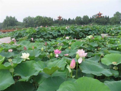 铭德源水生植物池塘荷花种子 观赏荷花种子 荷花 种子 买荷花种子 荷花种子批发