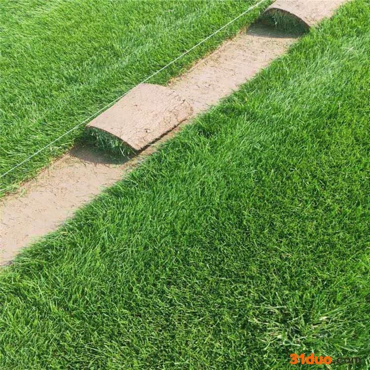 王进科 草坪 中华结缕草 草坪种子 真诚合作 欢迎咨询！