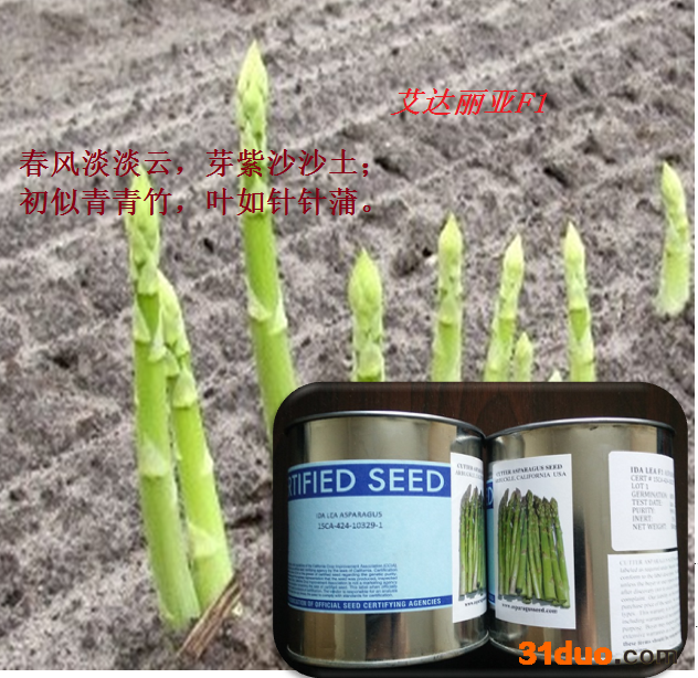 **型 贵州芦笋种子四川芦笋种子广西芦笋种子