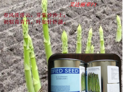 **型 贵州芦笋种子四川芦笋种子广西芦笋种子