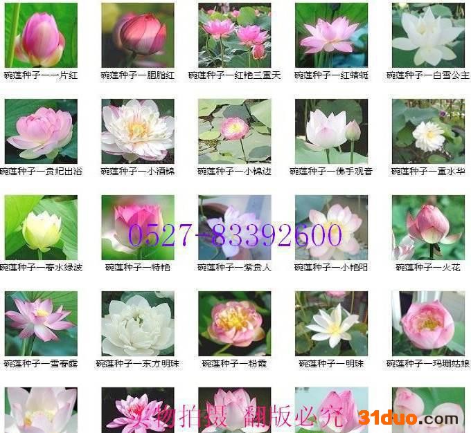 四季播种碗莲种子睡莲水培植物荷花种子迷你碗莲种子小睡莲种子