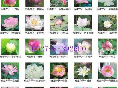 四季播种碗莲种子睡莲水培植物荷花种子迷你碗莲种子小睡莲种子