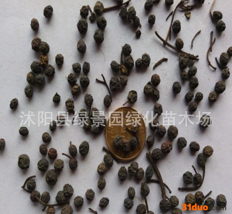 出售新采红叶石楠种子花灌木种子红叶石楠种子低价促销可货到付款