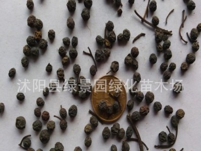 出售新采红叶石楠种子花灌木种子红叶石楠种子低价促销可货到付款