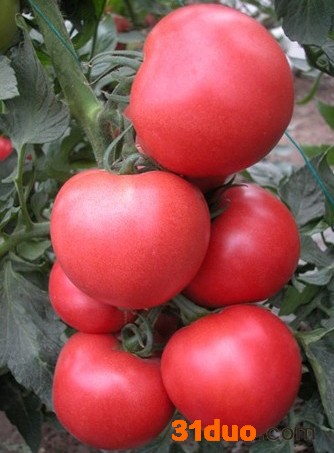 供应欧斯帝欧斯帝-番茄种子番茄种子/进口种子/**番茄种子