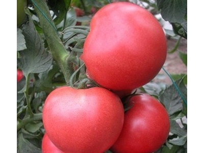 供应欧斯帝欧斯帝-番茄种子番茄种子/进口种子/**番茄种子