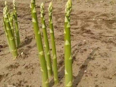 益农高科 芦笋种子芦笋种子批发 芦笋种子供应 芦笋种植基地