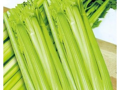 甘肃**蔬菜种子 实心高产耐低温西芹种子 【皇尚西芹】