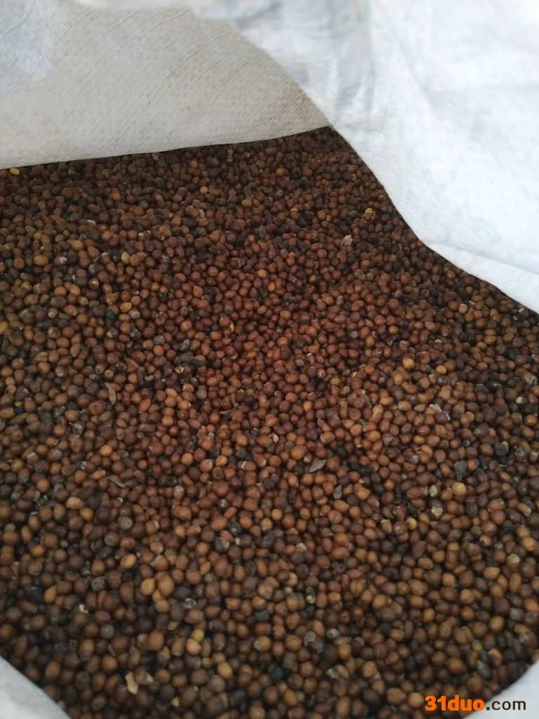 【聚鑫源】 苦参籽 苦参种子 苦参种子批发  苦参种子厂家 苦参种子种苗 药材种子 中药材种子