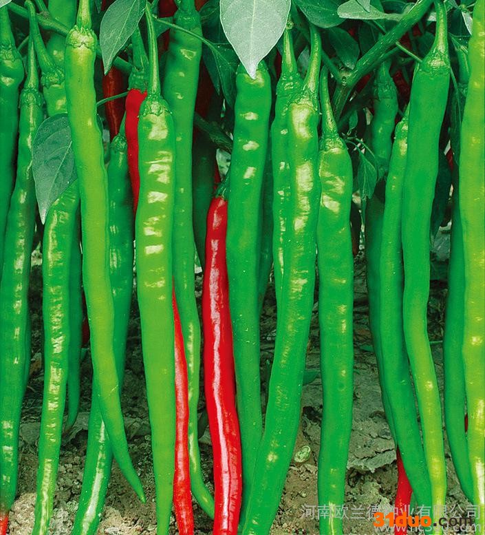 蔬菜辣椒种子 青椒种子 【绿皇剑】