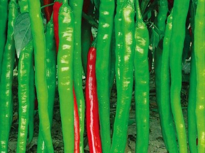 蔬菜辣椒种子 青椒种子 【绿皇剑】