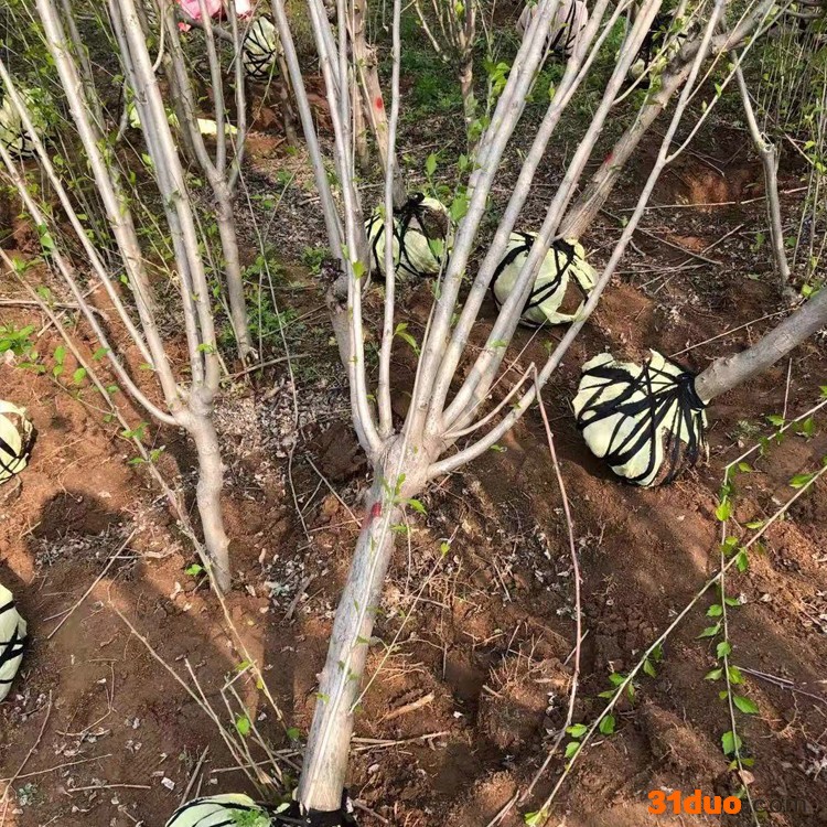 花卉苗木 绿化工程用木槿 丛生木槿 独秆木槿 价低