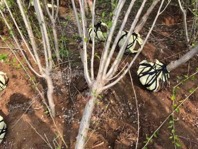 花卉苗木 绿化工程用木槿 丛生木槿 独秆木槿 价低