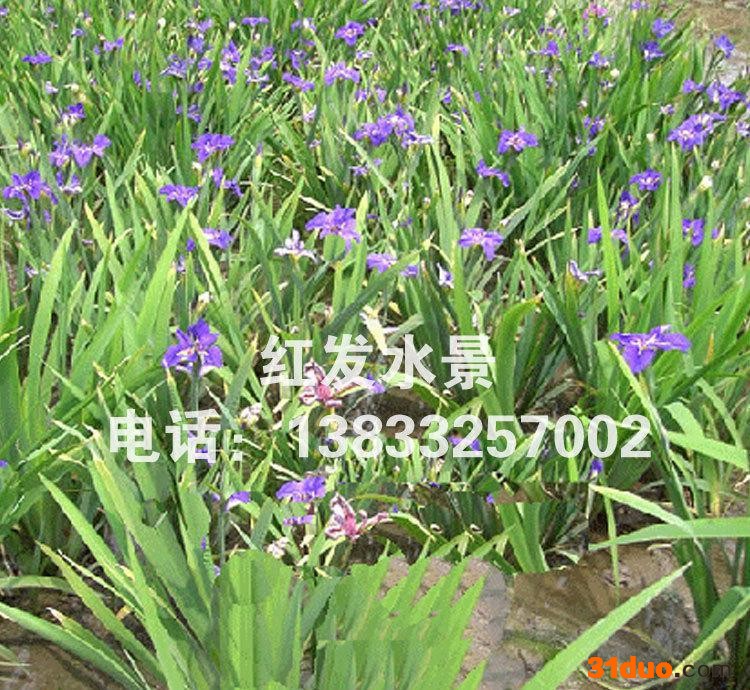苗木水生花卉黄菖蒲黄花鸢尾水养土栽皆可种植简单易养