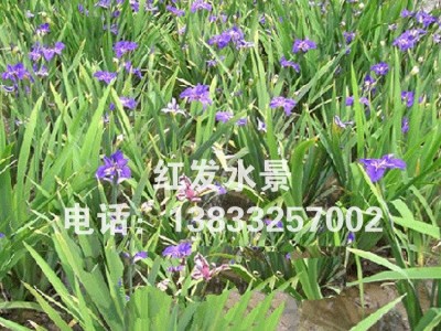 苗木水生花卉黄菖蒲黄花鸢尾水养土栽皆可种植简单易养