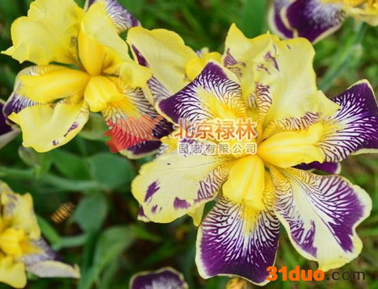 供应北京禄林溪荪溪荪种子 东方鸢尾 花卉种子