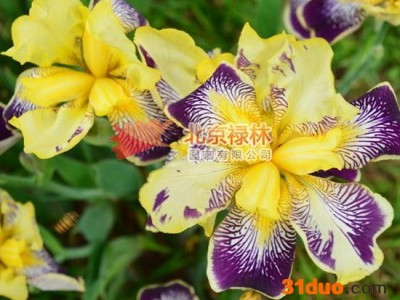 供应北京禄林溪荪溪荪种子 东方鸢尾 花卉种子