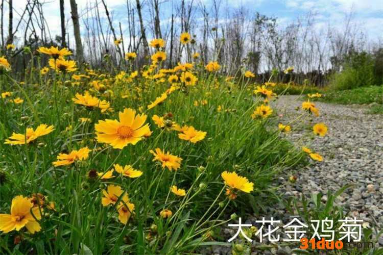 金鸡菊 金鸡菊种子 金鸡菊销售 金鸡菊批发 金鸡菊种子销售 金鸡菊种子批发