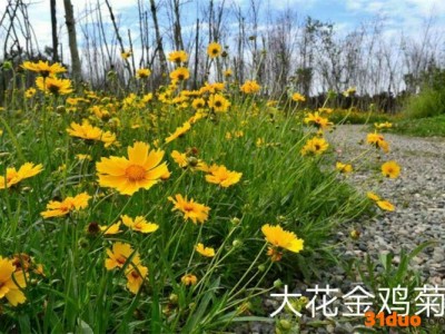 金鸡菊 金鸡菊种子 金鸡菊销售 金鸡菊批发 金鸡菊种子销售 金鸡菊种子批发