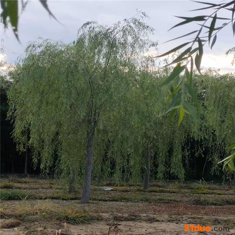 垂柳树苗 垂柳基地 20公分垂柳价格供应  郄氏苗圃场