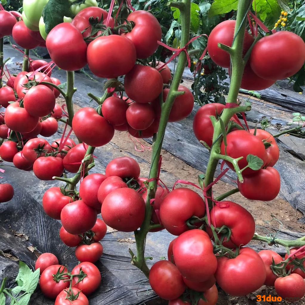 西红柿苗 芳耕农业 西红柿种苗 番茄种苗 西红柿种子 基地育苗